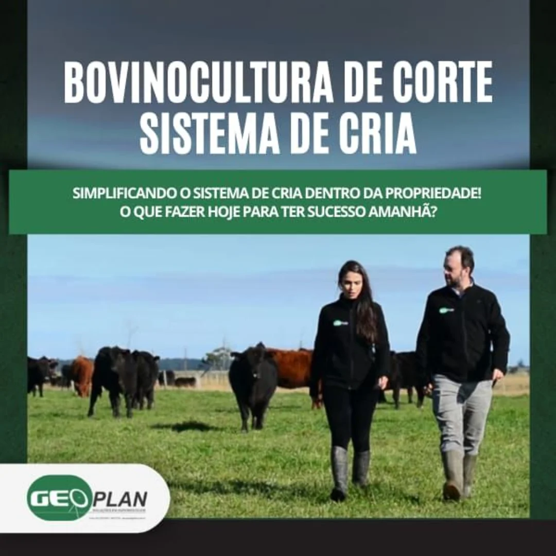 curso pecuária de cria